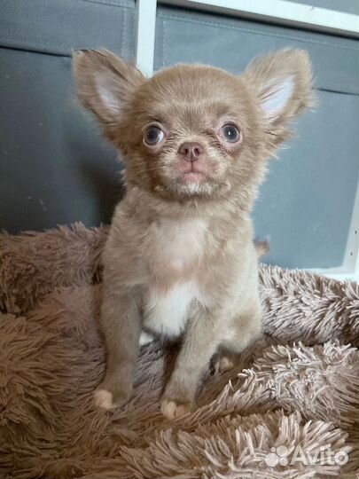 Собаки чихуахуа щенок