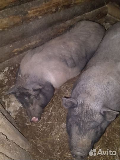 Вьетнамские вислобрюхие свиньи