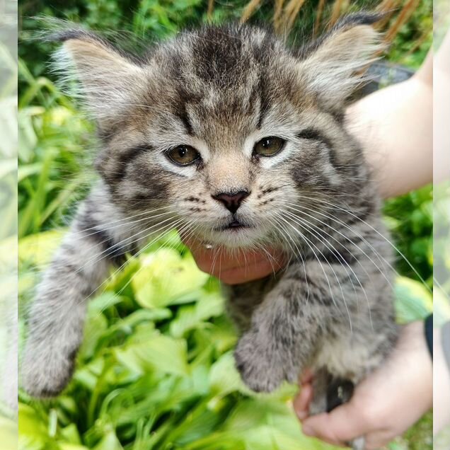 Пиксибоб короткошёрстный котёнок