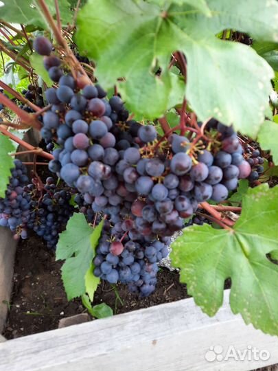 Саженцы винограда