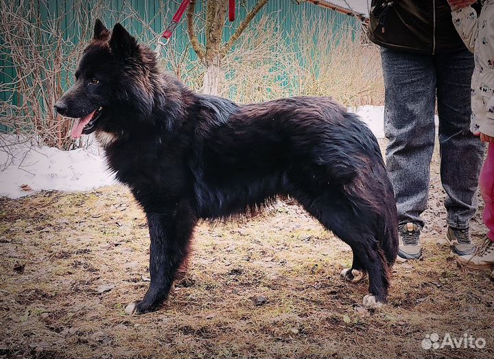 Билли ищет дом