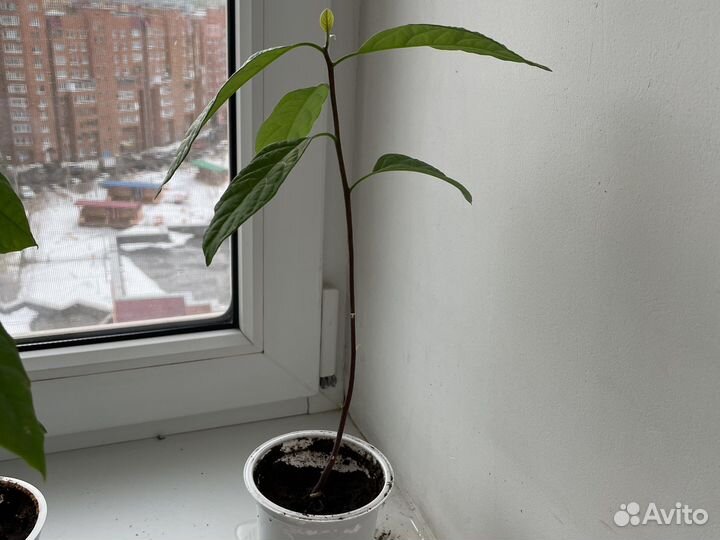 Авокадо растение