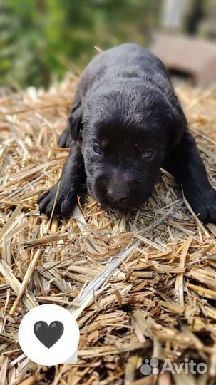 Щенки лабрадора