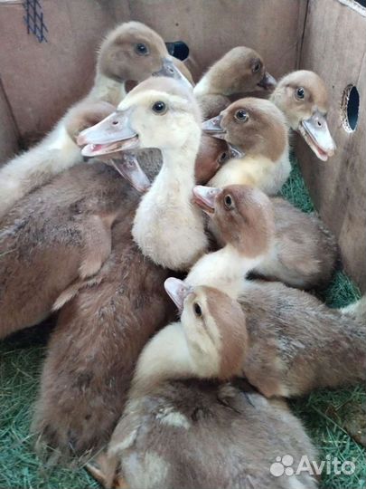 Утята мускусной утки