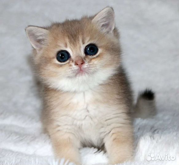 Девочки и мальчики голубое золото, ay11