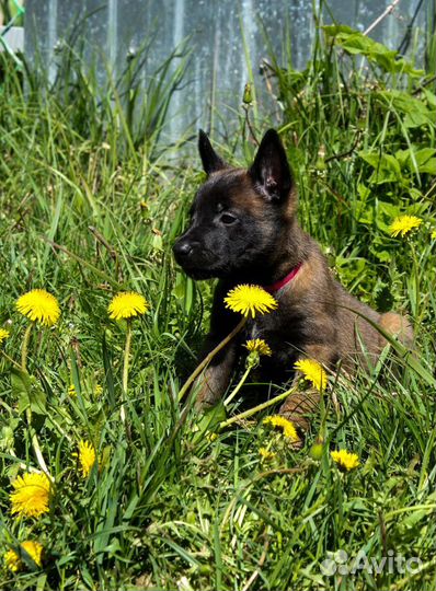 Щенки малинуа