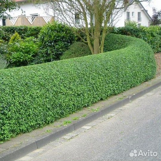 Кизильник блестящий