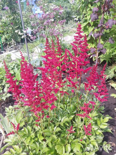 Многолетние цветы, кустарники