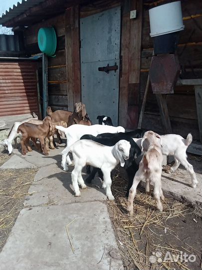 Козлята нубийские