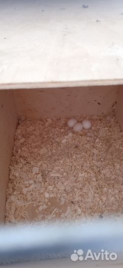 Пара корелл