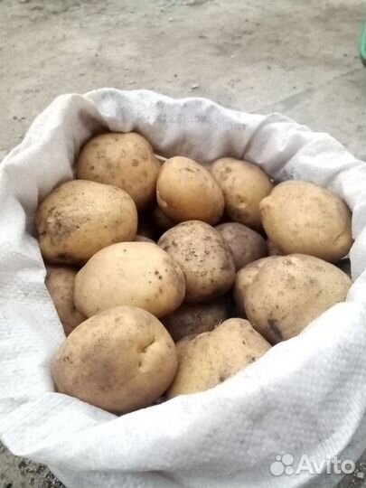 Отборный картофель на еду и семена сантэ
