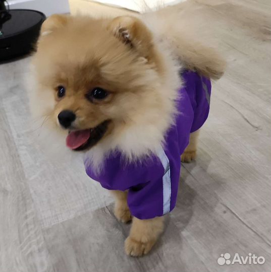 Комбинезон для собак Tappi S