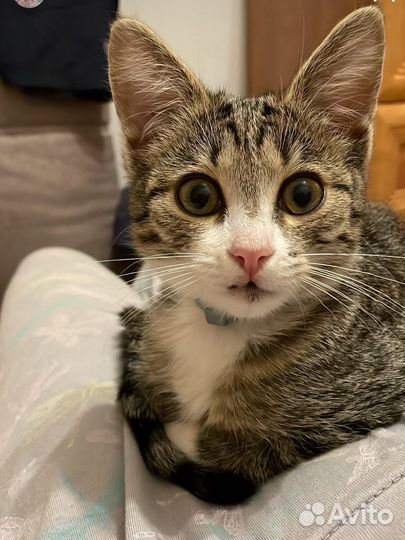 Европейская