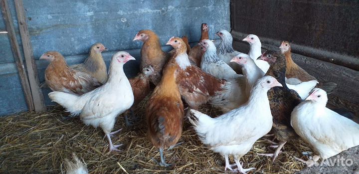 Цыплята петушки петухи породистые и курочки