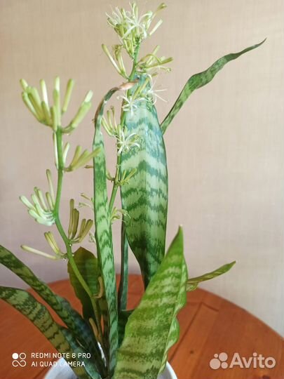 Сансевиерия (щучий хвост, тещин язык)