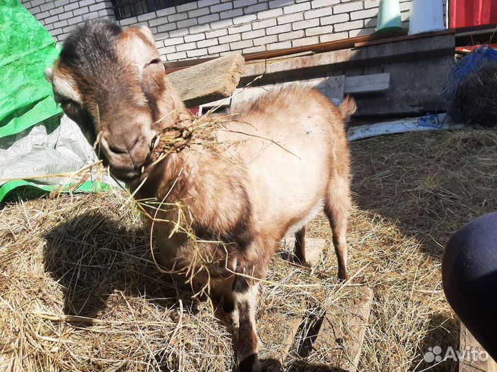 Козел ламанча