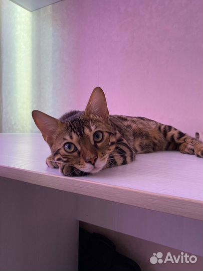 Бенгальский кот вязка