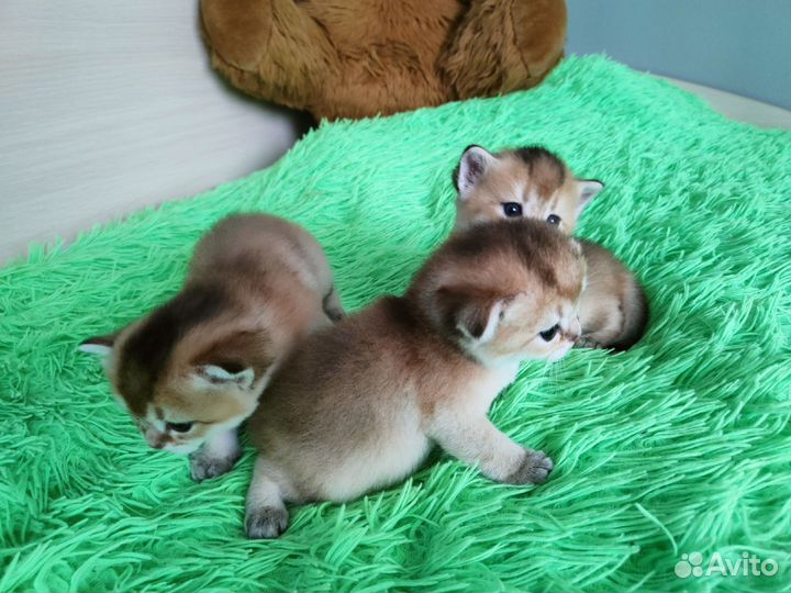 Золотые котята