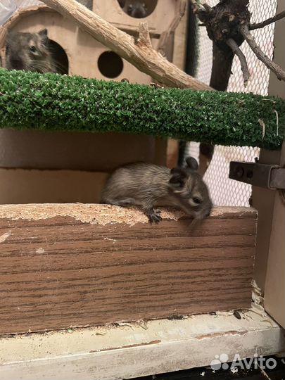 Чилийская белка дегу