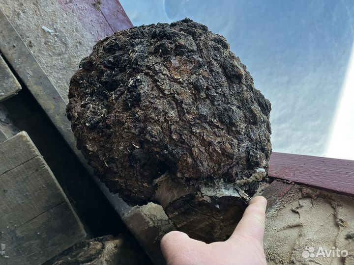 Сувель березы