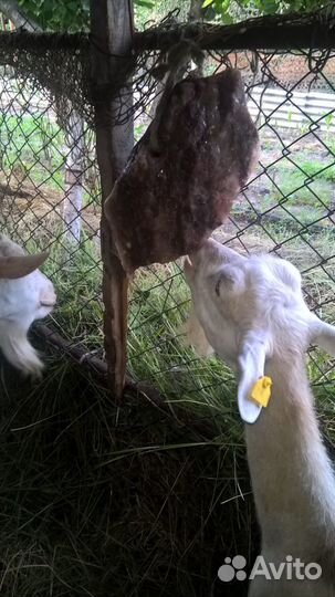 Соль лизунец гималайская соль