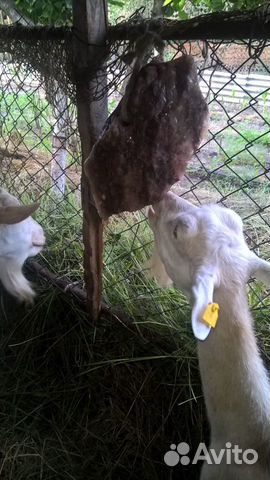 Соль лизунец гималайская соль