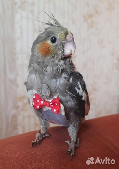 Птенцы Кареллы