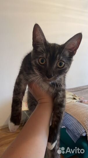 Кошка в дар бесплатно