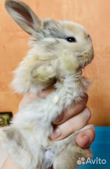 Карликовые крольчата