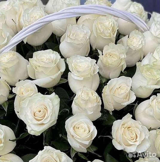 Высокие розы