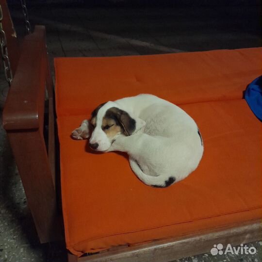 Далматин метис щенок