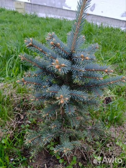 Ель голубая