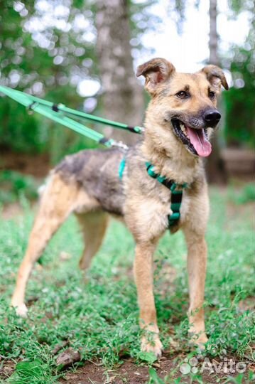 Вернули в приют через 3 года домашней жизни