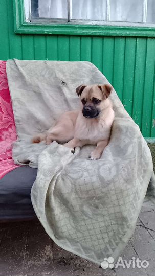 Очаровательный кобель