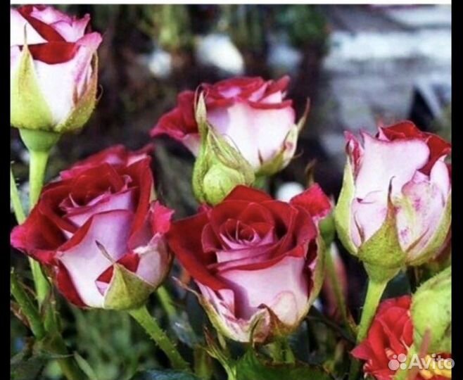 Продажа саженцев