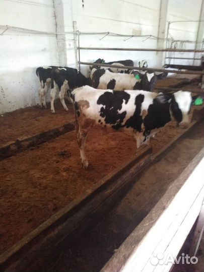 Телята бычки