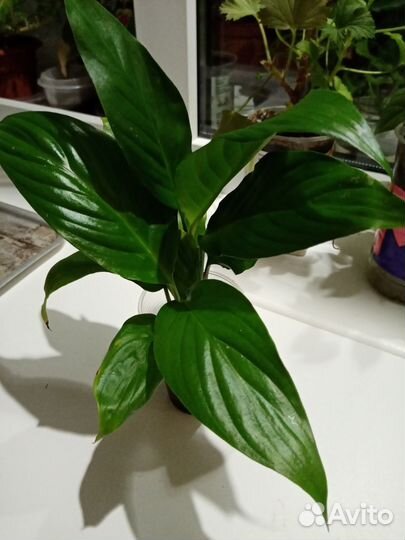 Спатифиллум