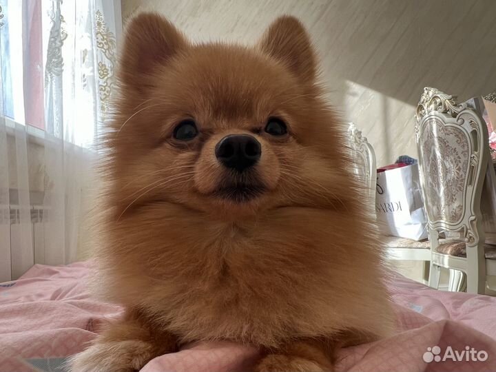 Немецкий шпиц/вязка