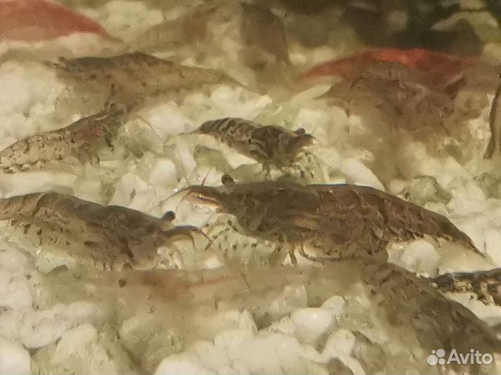 Аквариумные креветки