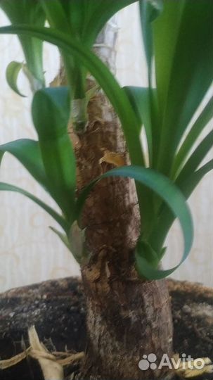 Пальма юкка