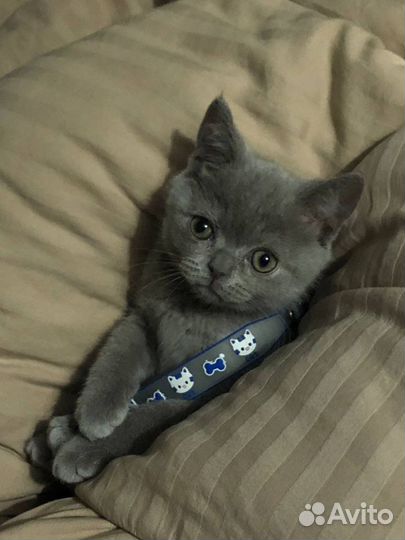 Зоопсихолог/Фелинолог для кошек