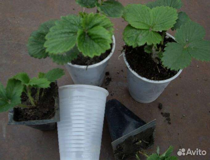 Рассада клубники