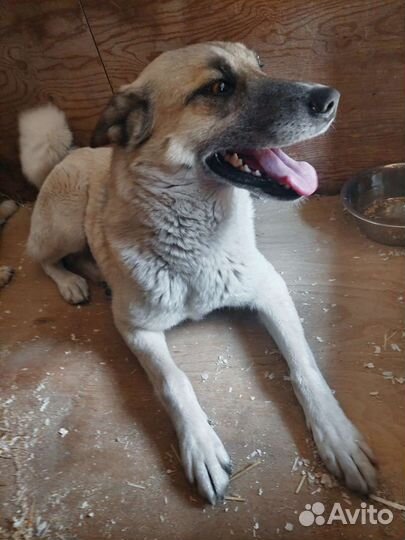 Молодая Пайпер никому не нужна