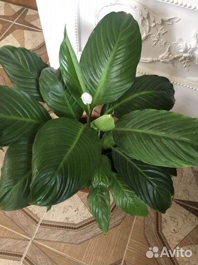 Цветок женское счастье