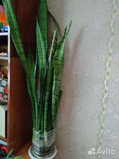 Ривина, Шефлера, Фикус, драцена, колеус