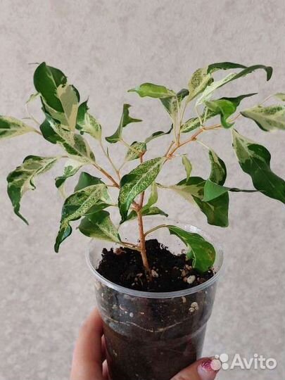 Фикус керли