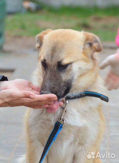 Красивая собака Изольда в добрые руки