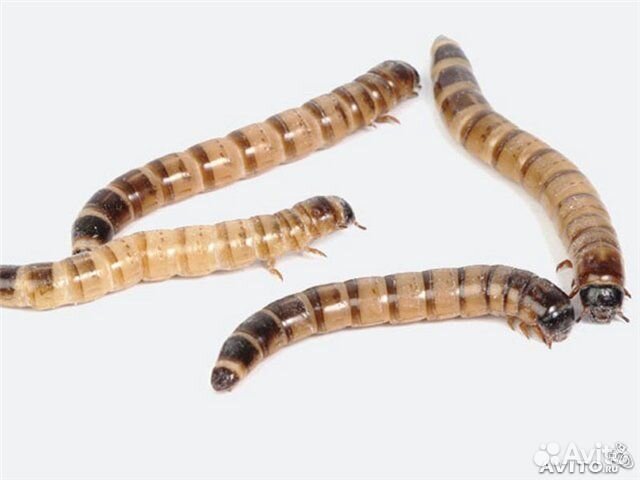 Сверчок, зофобас, таракан, мучник, муха