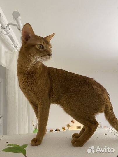 Абиссинский кот вязка