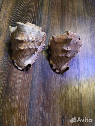 Морская ракушка